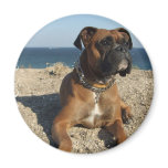 Cute Boxer Dog Magnet