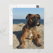 Cute Boxer Dog Postcard (Front/Back)
