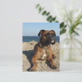 Cute Boxer Dog Postcard (Standing Front)