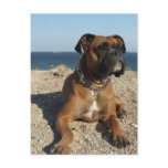 Cute Boxer Dog Postcard