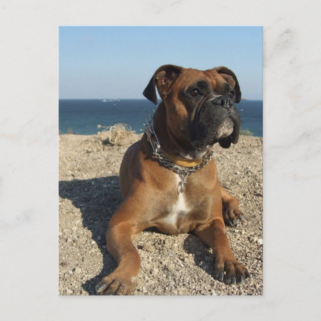 Cute Boxer Dog Postcard (Front)