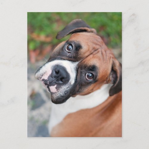 Cute boxer dog postcard