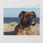 Cute Boxer Dog Postcard