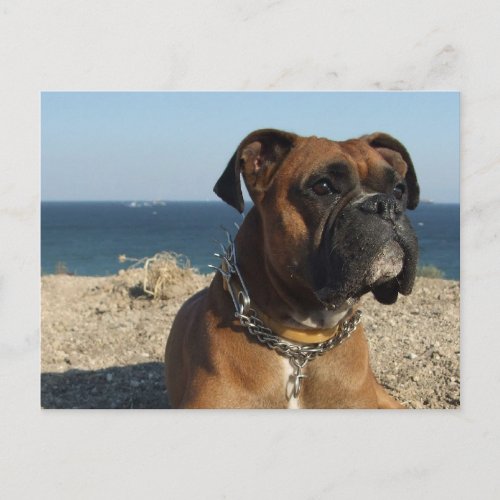 Cute Boxer Dog Postcard