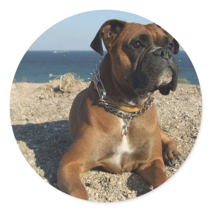 Cute Boxer Dog Sticker