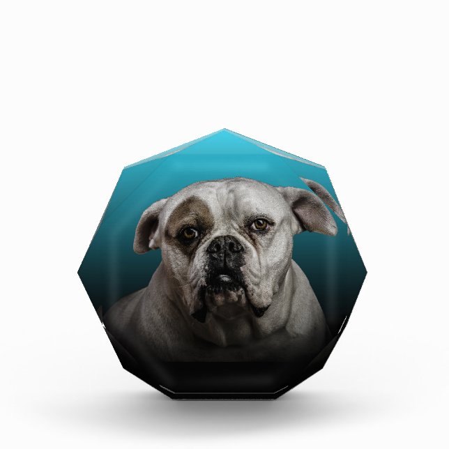 Cute Boxer Dog w Blue Black Gradient  background Acrylic Award (Front)