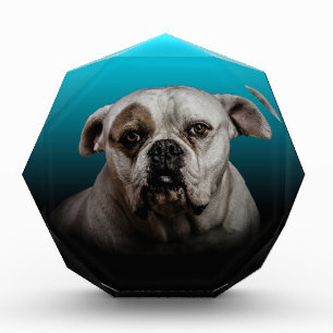 Cute Boxer Dog w Blue Black Gradient background Award