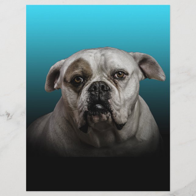 Cute Boxer Dog w Blue Black Gradient  background Letterhead (Front)