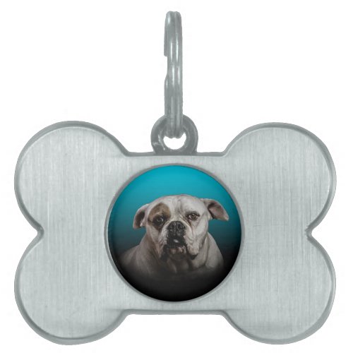 Cute Boxer Dog w Blue Black Gradient  background Pet ID Tag