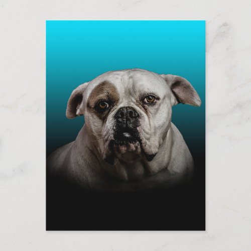 Cute Boxer Dog w Blue Black Gradient  background Postcard