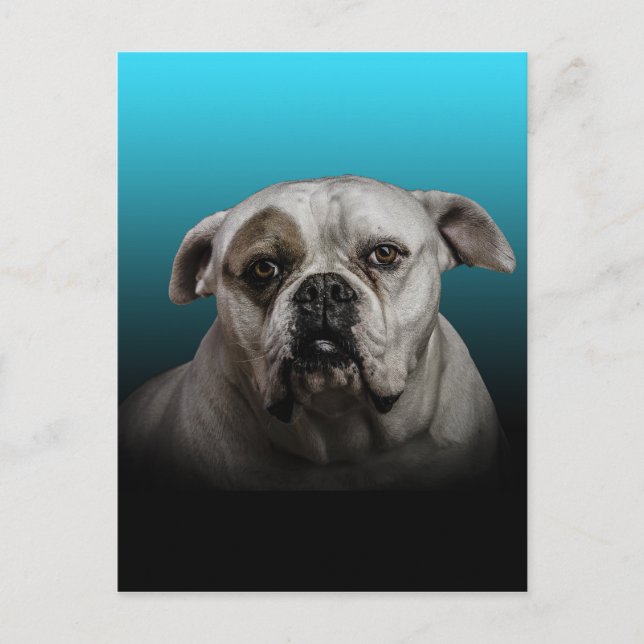 Cute Boxer Dog w Blue Black Gradient  background Postcard (Front)