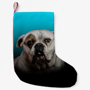 Cute Boxer Dog w Blue Black Gradient background Small Christmas Stocking