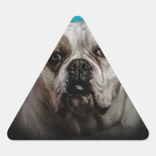 Cute Boxer Dog w Blue Black Gradient  background Triangle Sticker