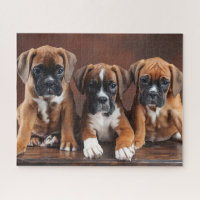 Cute Boxer Puppies