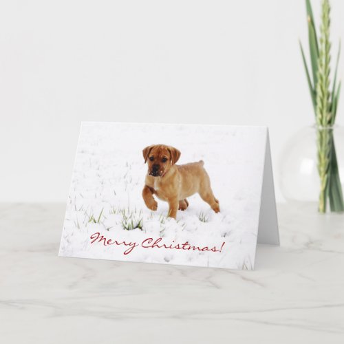 Cute Boxer Puppy Dog Christmas Greeting Card