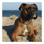 Cute Boxer Puppy Dog Print