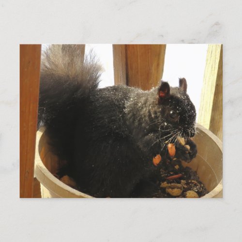 Cute Bright Eyed Black Squirrel Eating Peanuts  Postcard