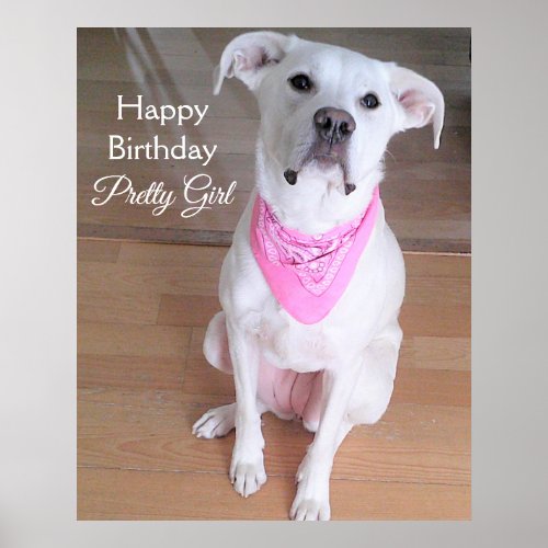 Cute Bright Eyes White Dog Wearing Pink Birthday Poster