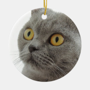 Cute British Shorthair cat Ceramic Ornament