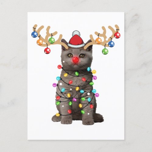 Cute British Shorthair Cat Funny Christmas Holiday Postcard