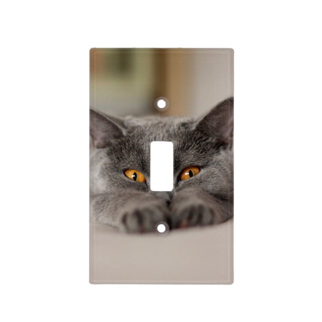 Cute British Shorthair cat Light Switch Cover (Front)
