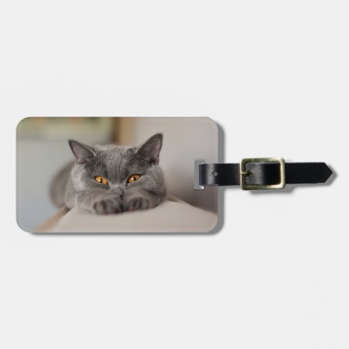 Cute British Shorthair cat Luggage Tag