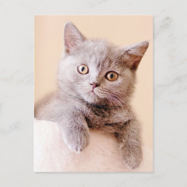Cute British Shorthair Cat Postcard (Front)