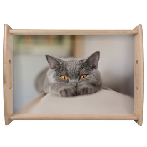 Cute British Shorthair cat Serving Tray