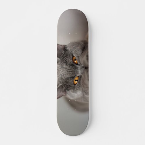 Cute British Shorthair cat Skateboard