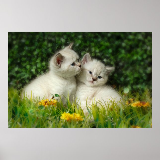 Cute British Shorthair Kittens in Garden Poster (Front)