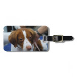 Cute Brittany Spaniel Luggage Tag