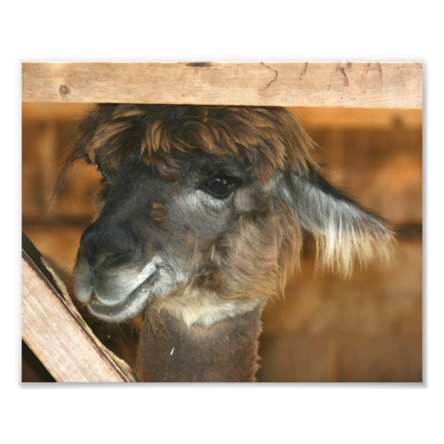 Cute Brown Alpaca 10x8 Farm Animal  Photo Print (Front)