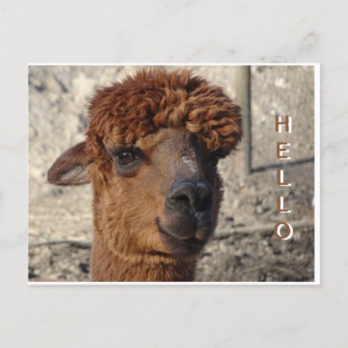 Cute Brown Alpca Cust HELLO Postcard