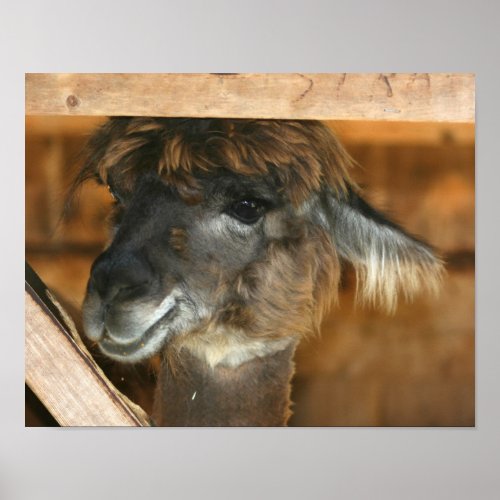 Cute Brown Alpaca Llama Farm Animal Poster