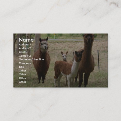 Cute Brown Alpacas In The Zoo Business Card