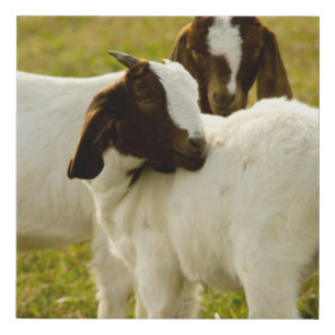 Cute Brown and White Boer Goats Farm Animals Photo Faux Canvas Print