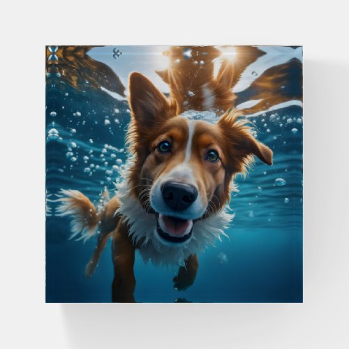 Cute Brown and White Dog Underwater  Paperweight