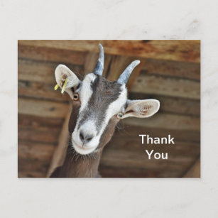 Cute Brown and White Goat Photo Thank You Postcard