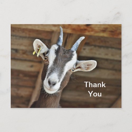 Cute Brown and White Goat Photo Thank You Postcard