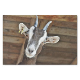 Cute Brown and White Goat Photo Tissue Paper