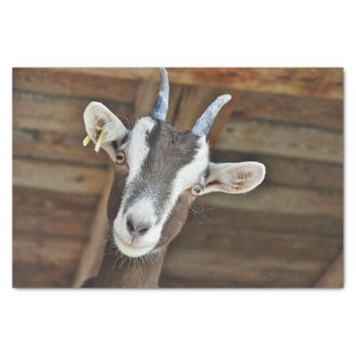 Cute Brown and White Goat Photo Tissue Paper