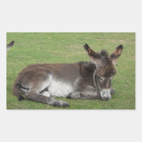 Cute brown baby donkey foal rectangular sticker