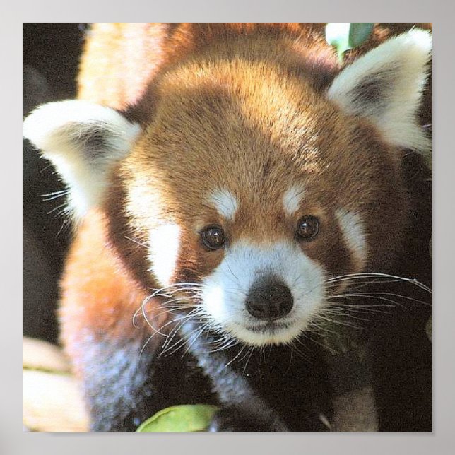 Cute Brown Bear Photo Poster (Front)