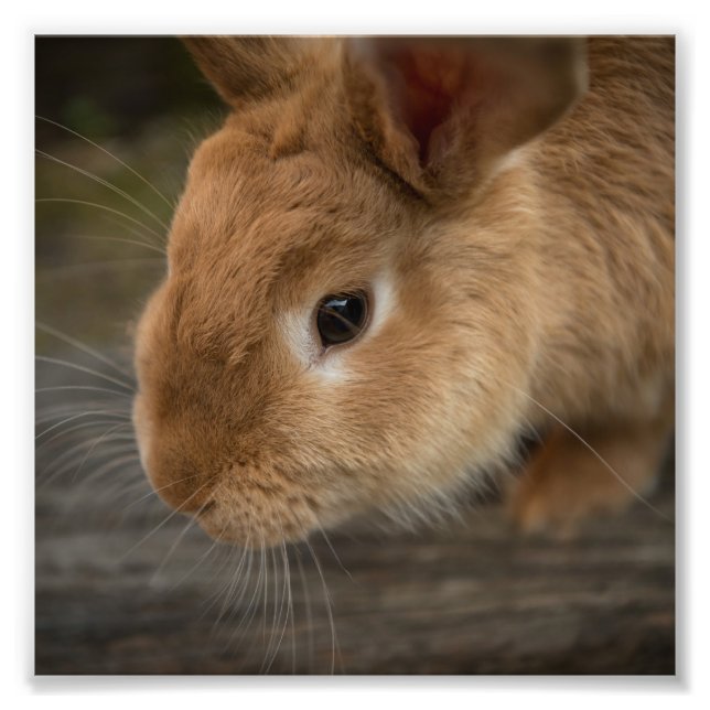 Cute brown bunny photo print (Front)