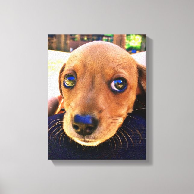 Cute Brown Dachshund Puppy Dog Canvas Print (Front)
