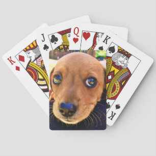 Cute Brown Dachshund Puppy Dog Poker Cards