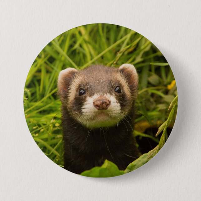 Cute Brown Ferret in the Grass Button (Front)