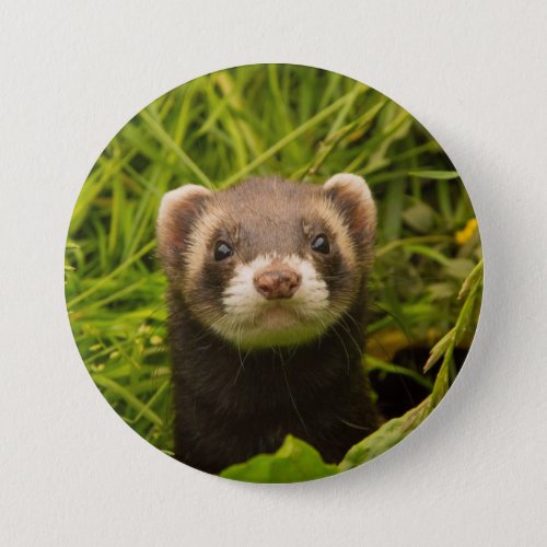 Cute Brown Ferret in the Grass Button