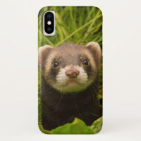 Cute Brown Ferret in the Grass