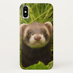 Cute Brown Ferret in the Grass iPhone X Case